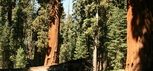 Redwood Forest